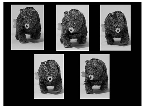 Bear College