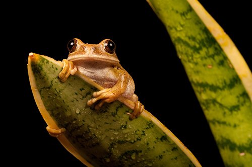 Macro Frog