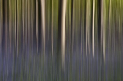 Long Exposure Forrest